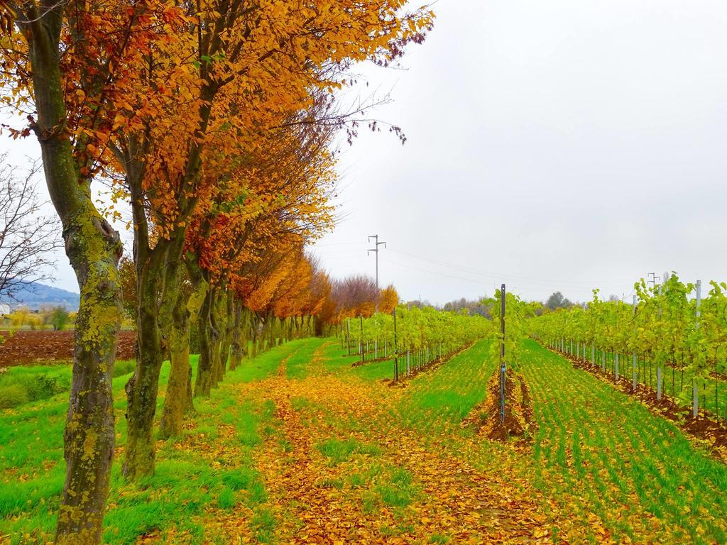 Agriturismo Paradiso Sarego Dış mekan fotoğraf